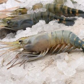 Freshwater-Scampi-Head-on