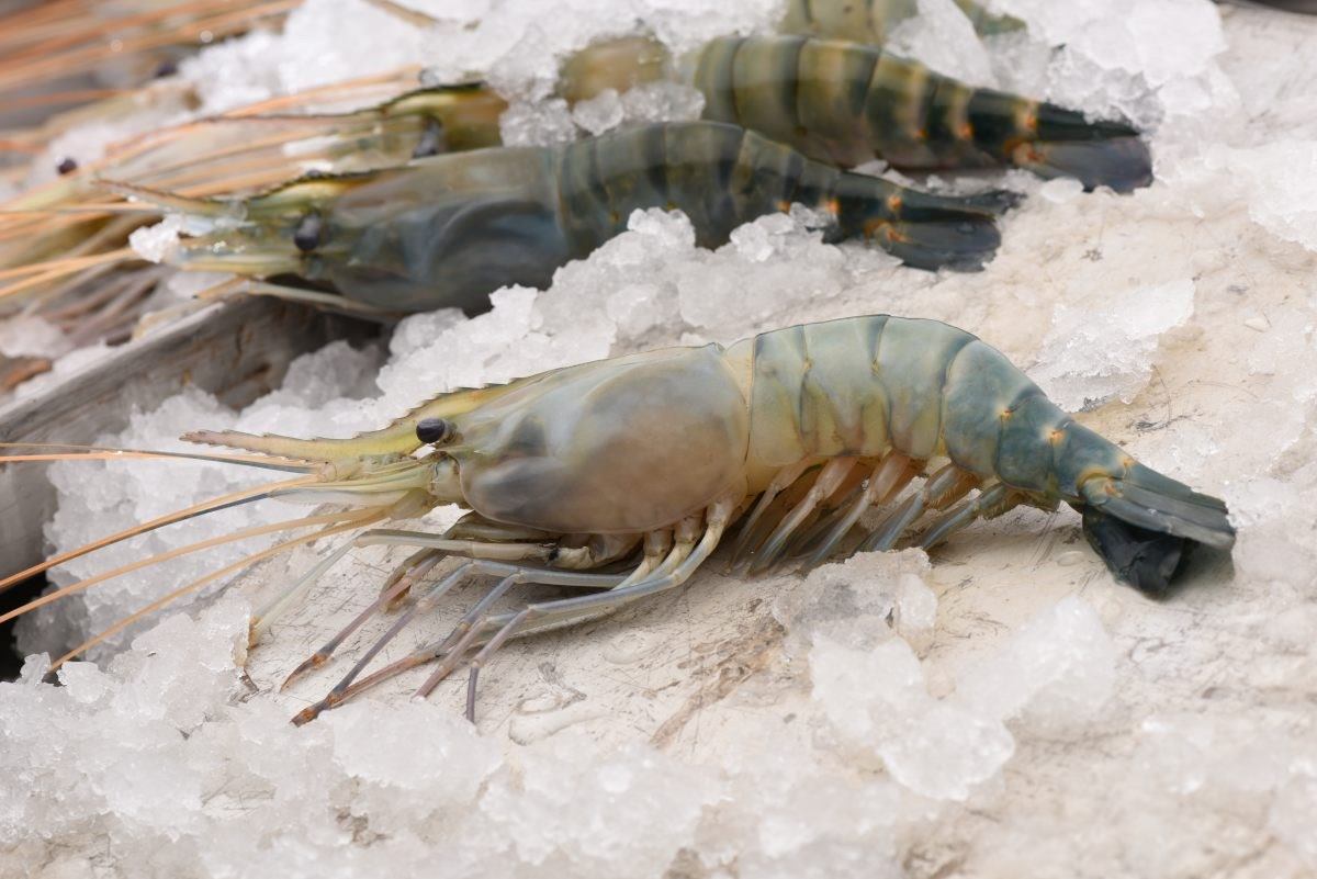 Freshwater-Scampi-Head-on